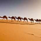 Karawane in der Sahara, Erg Chebbi, Merzouga - 3