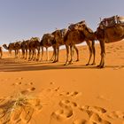 Karawane in der Sahara, Erg Chebbi, Merzouga - 4