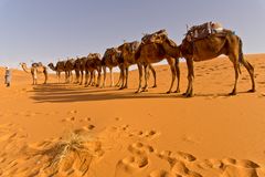 Karawane in der Sahara, Erg Chebbi, Merzouga - 4