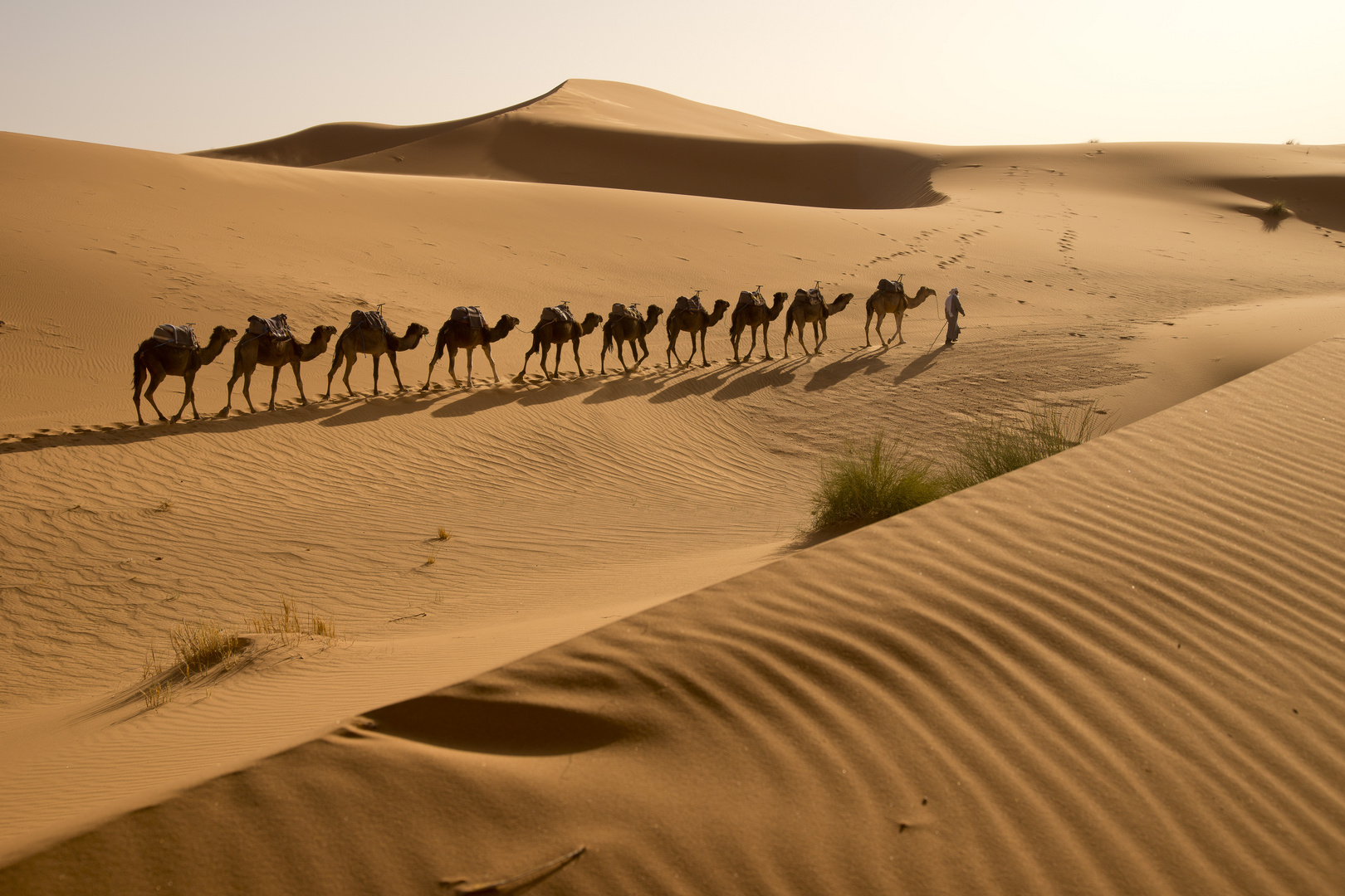 Karawane in der Sahara, Erg Chebbi, Merzouga