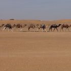 Karawane in der Sahara, Marokko