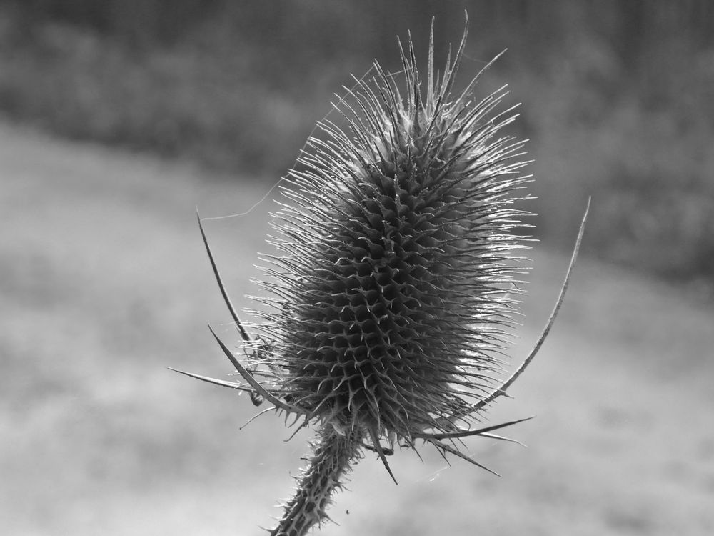 Karde Foto & Bild pflanzen, pilze & flechten, blüten & kleinpflanzen