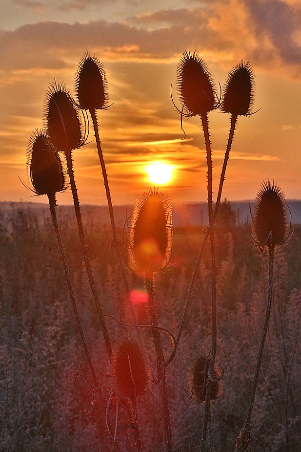 Karde am Abend, einem noch sonnigen