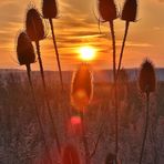 Karde am Abend, einem noch sonnigen