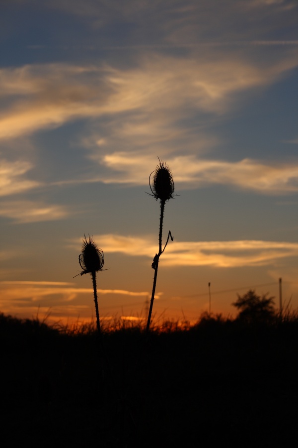 ...Karde beim Sonnenuntergang...