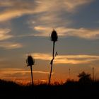 ...Karde beim Sonnenuntergang...