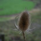 Karde (Dipsacus spec.)