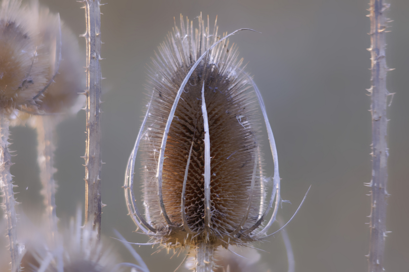 Karde im Glaswald