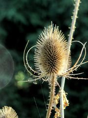 Karde im Herbstlicht