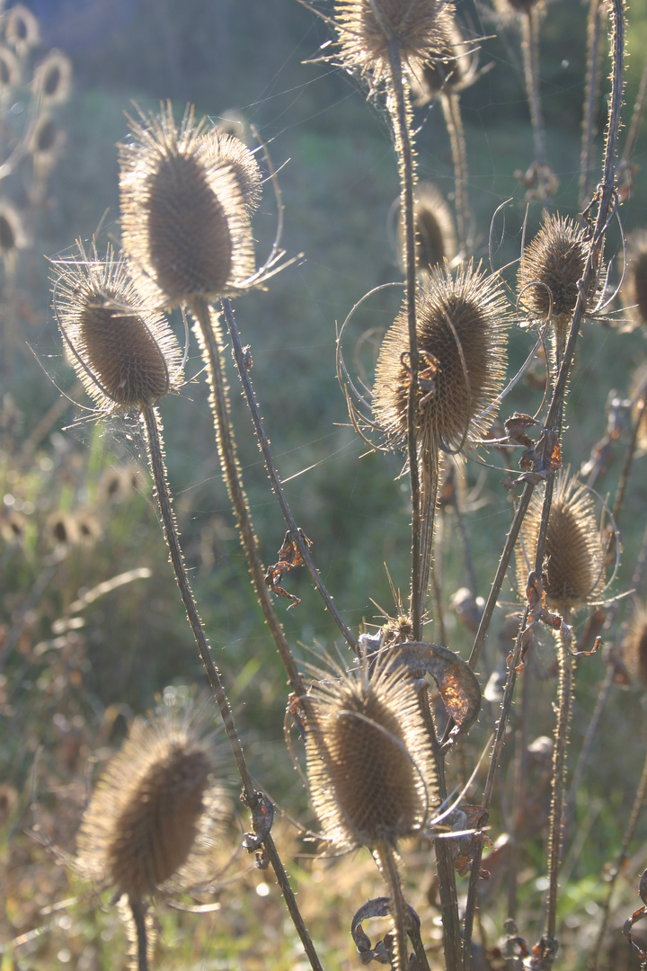 Karde im Herbstlicht