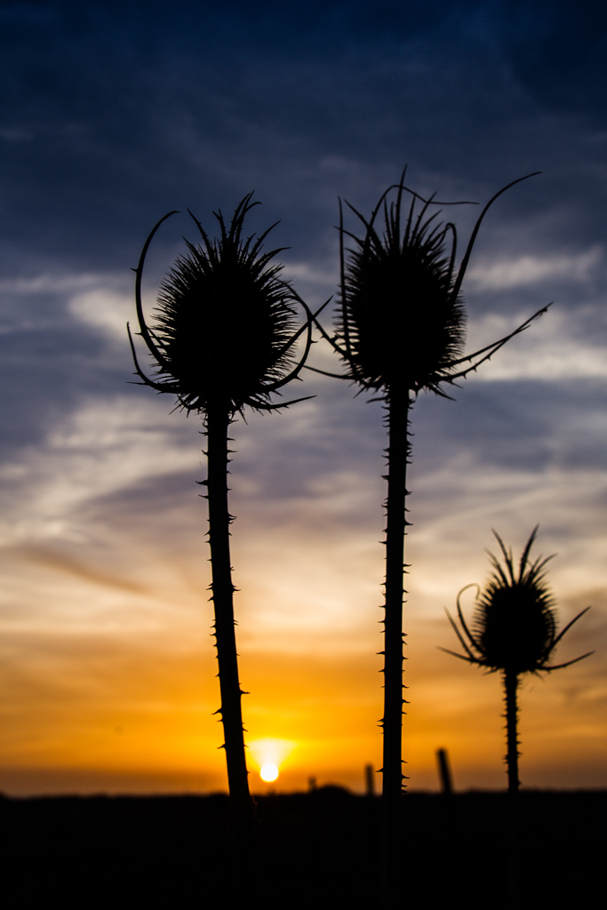 Karde im Sonnenuntergang