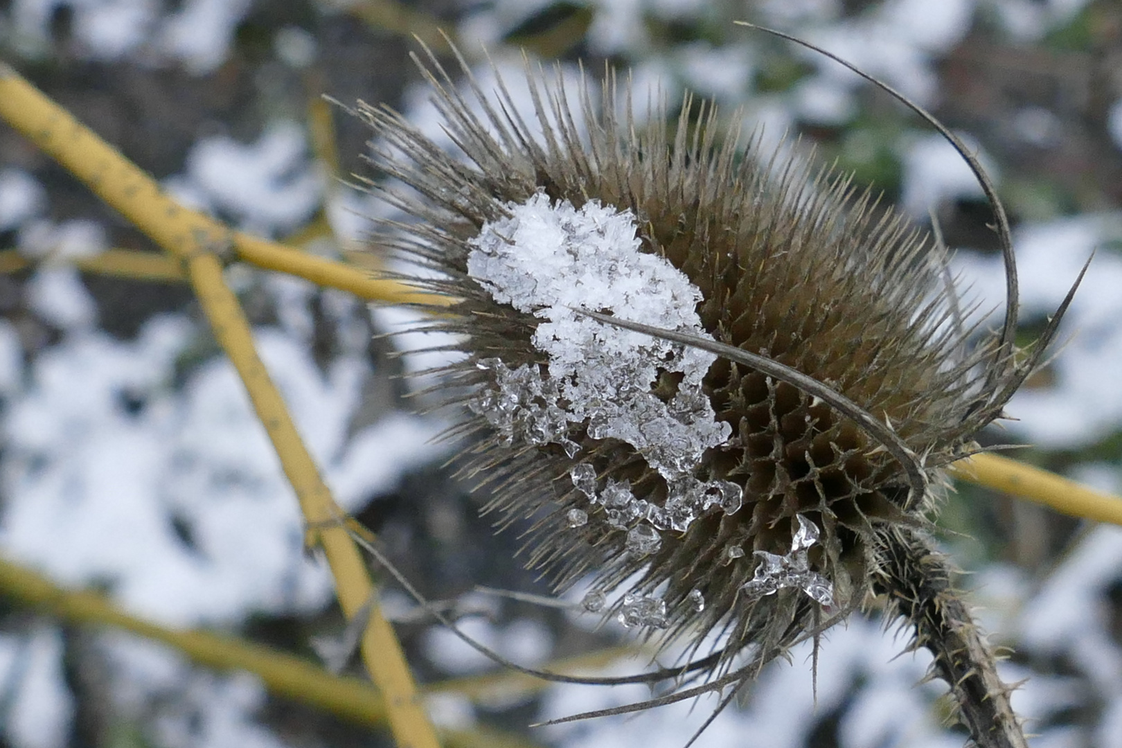 Karde im Winter