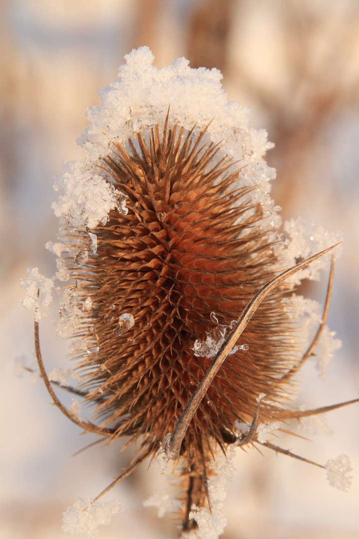 Karde im Winterkleid