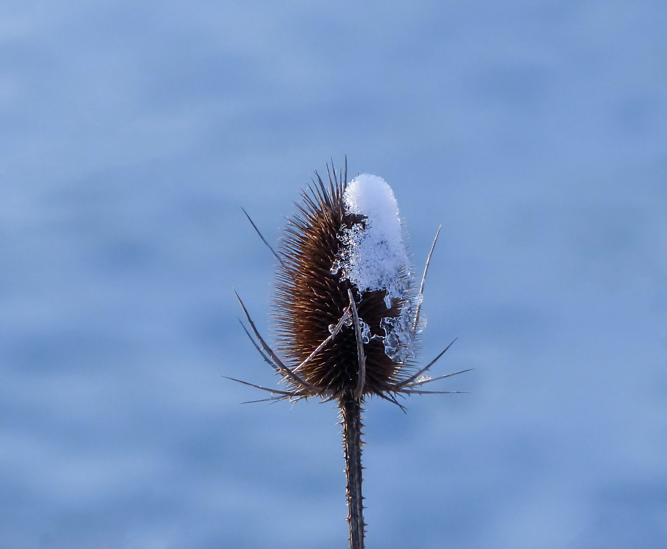 Karde im Winterschmuck