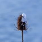 Karde im Winterschmuck