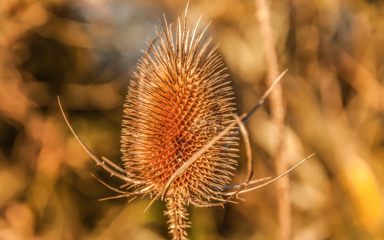 Karde in der Abendsonne