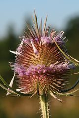 Karde in der Blüte