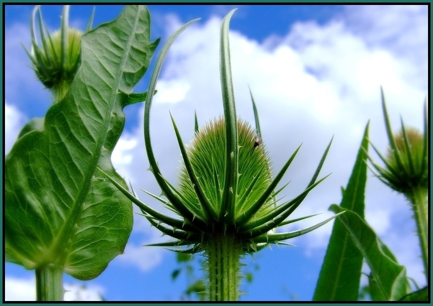 ____KARDE____  kurz vor der Blüte