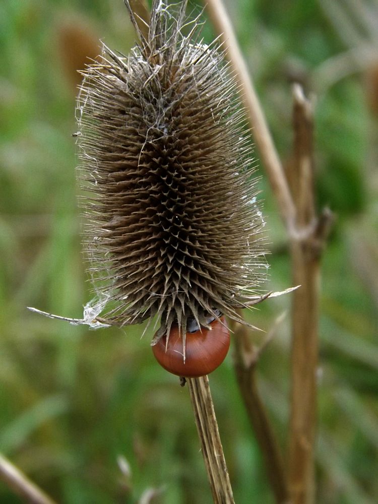 Karde mit Schnecke