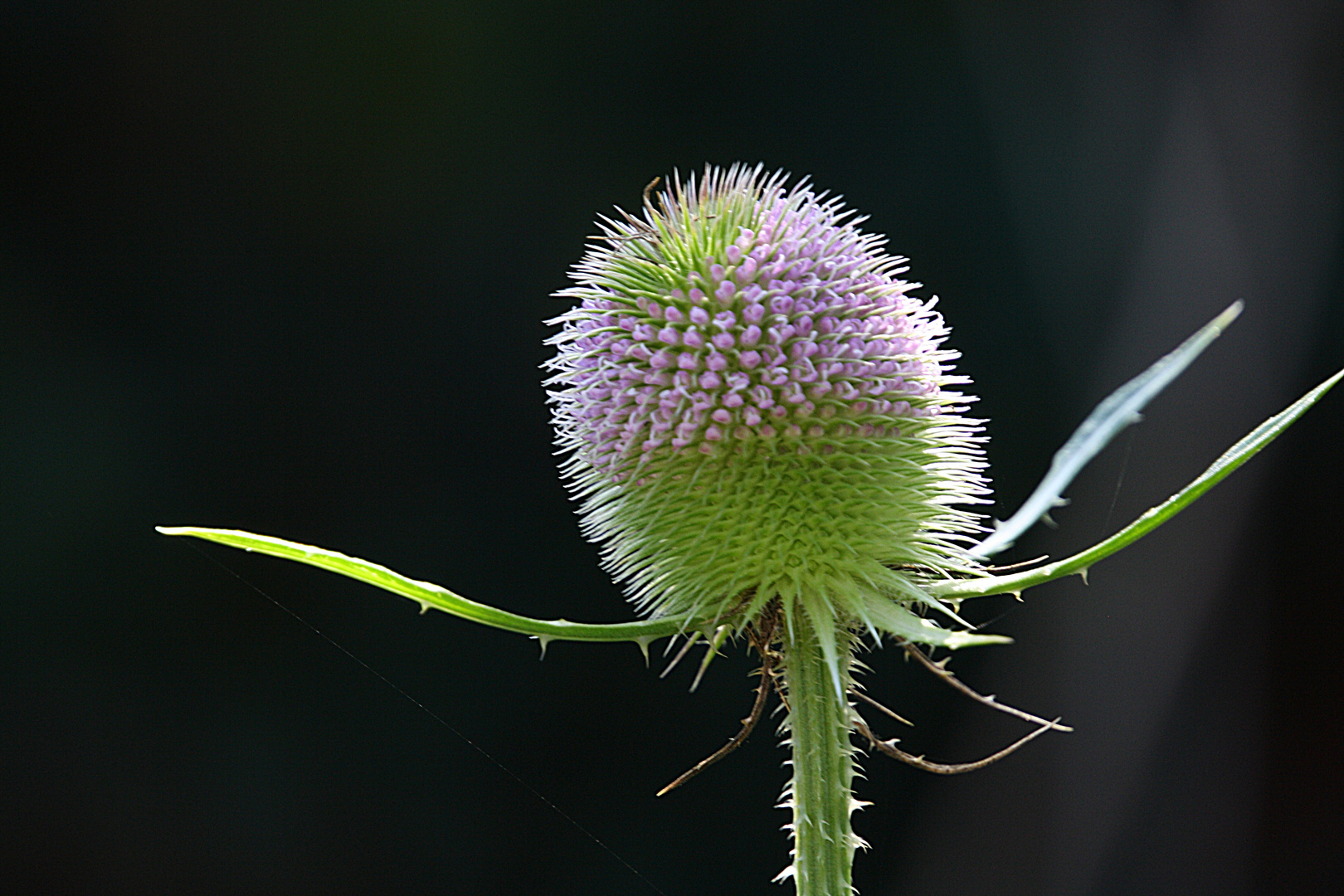 Kardeblüte ( Makro )