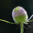 Kardeblüte ( Makro )