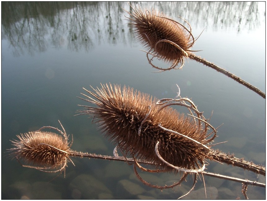 karden am fluss Foto & Bild jahreszeiten, winter, natur Bilder auf
