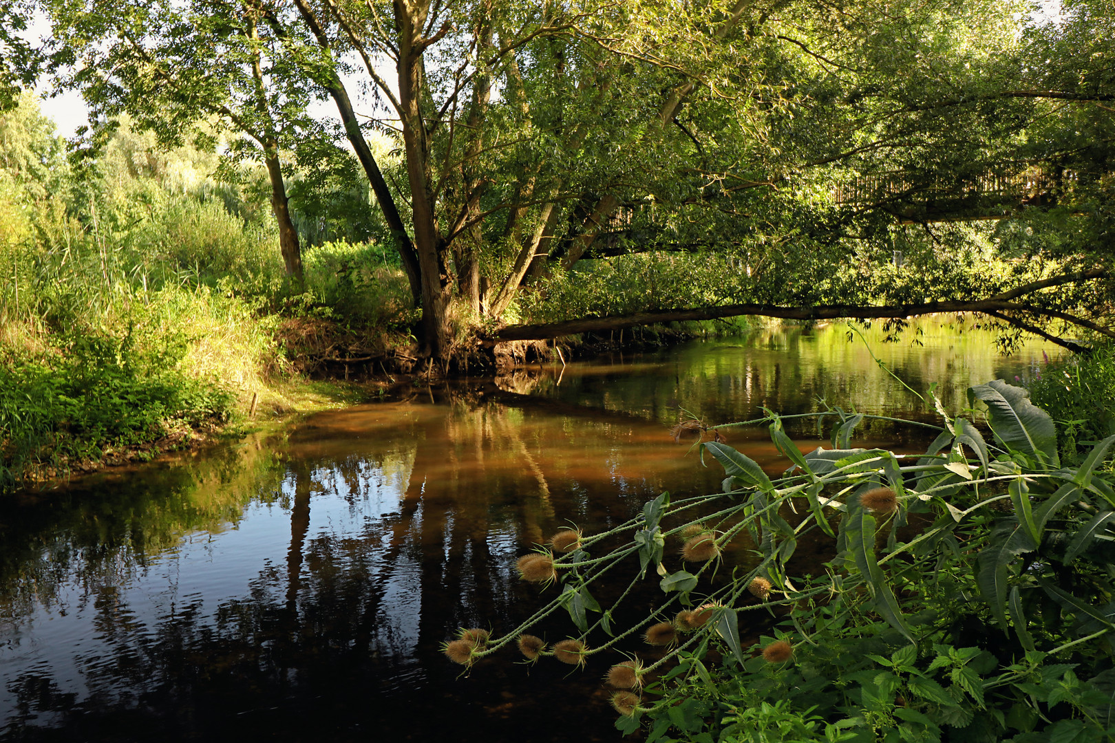 Karden am Flussufer