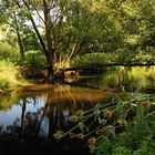 Karden am Flussufer