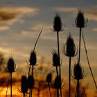 Karden im Abendlicht