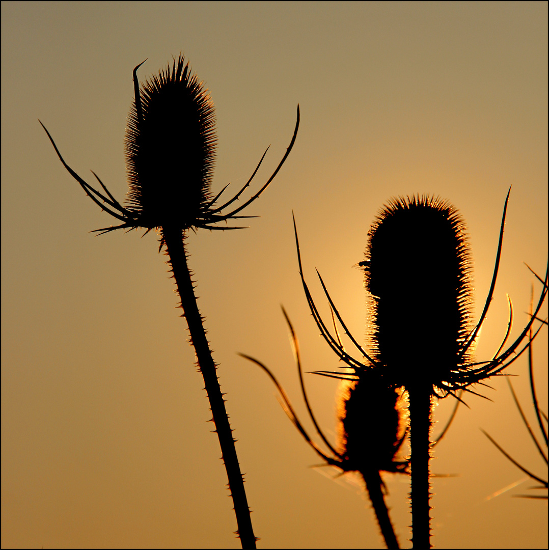 Karden im Abendlicht