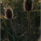 Karden im Herbst