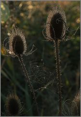 Karden im Herbst