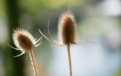 Karden im Herbst