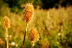 Karden im Herbstlicht