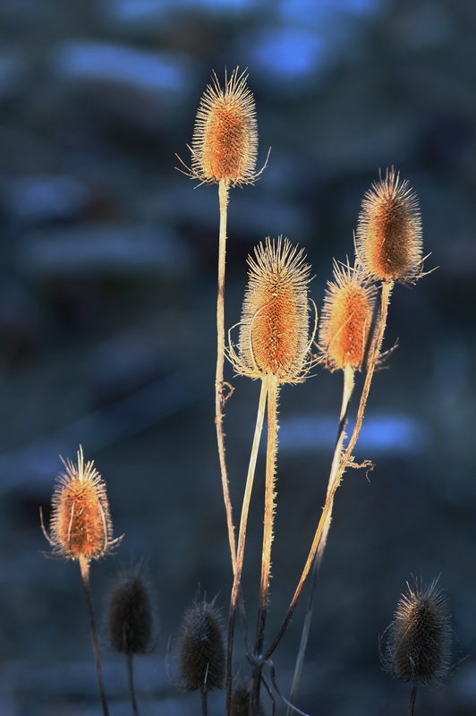 Karden im licht