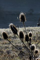 Karden im Morgenlicht