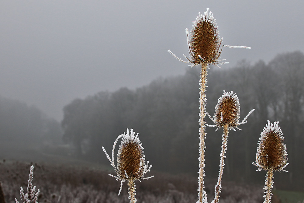 Karden im Raureif bei Nebel