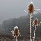 Karden im Raureif bei Nebel