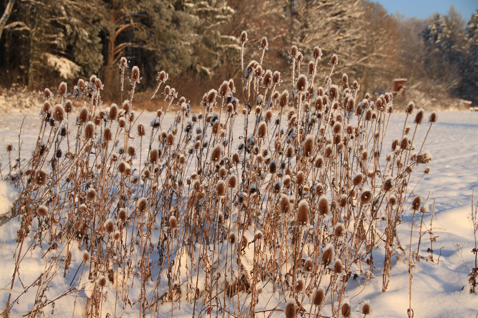 Karden im Schnee