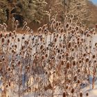 Karden im Schnee