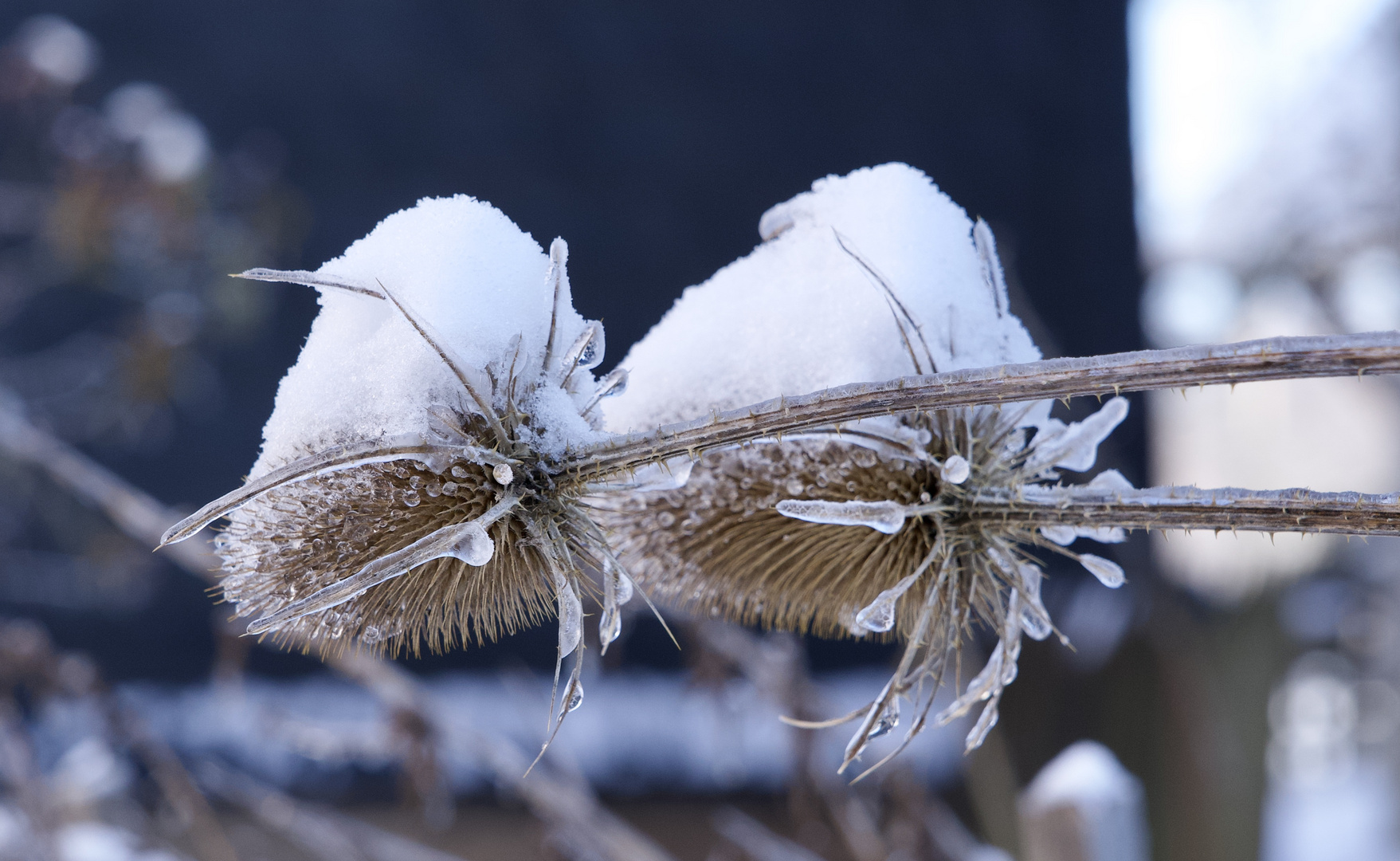 Karden im Winter