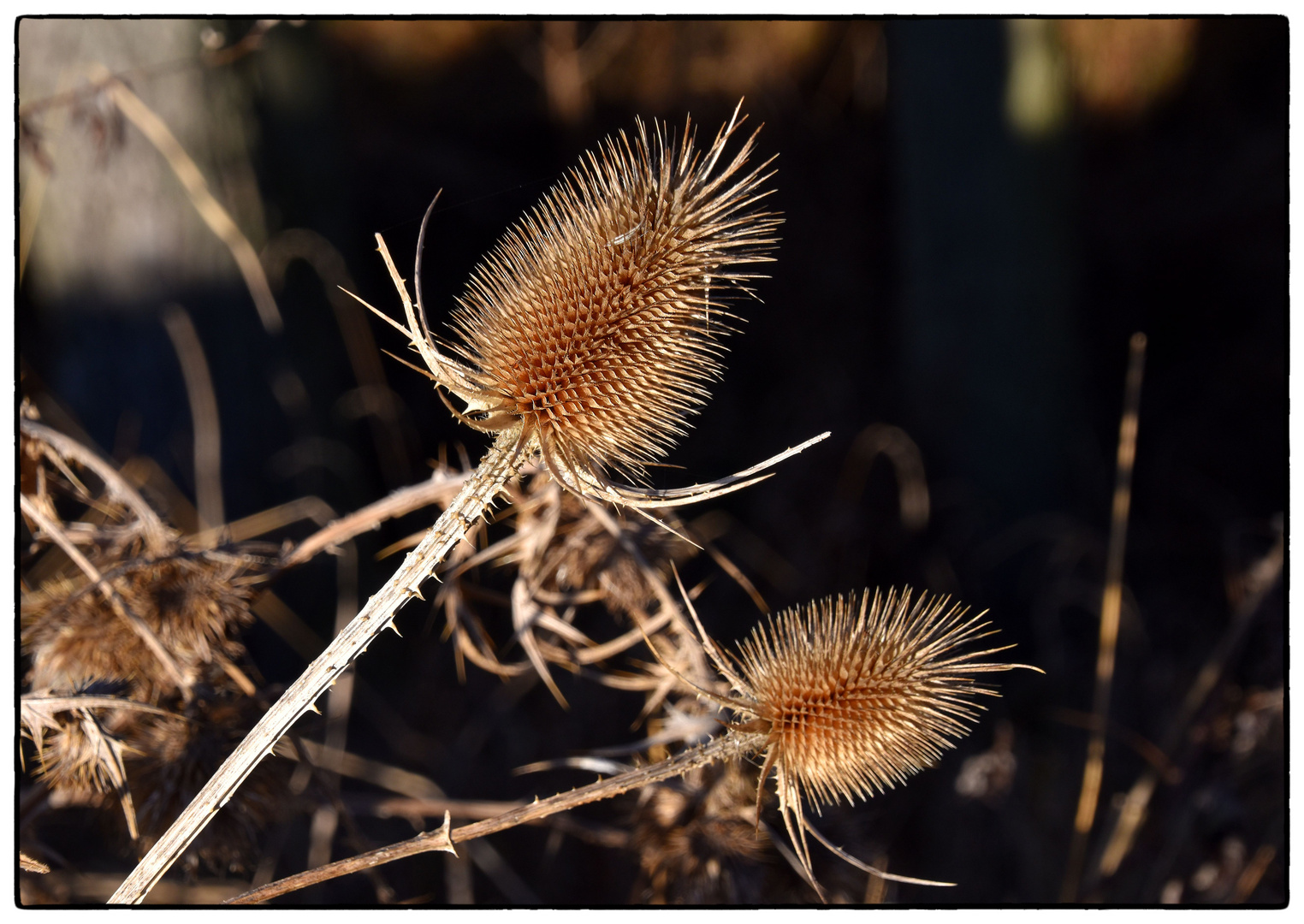 Karden im Winter