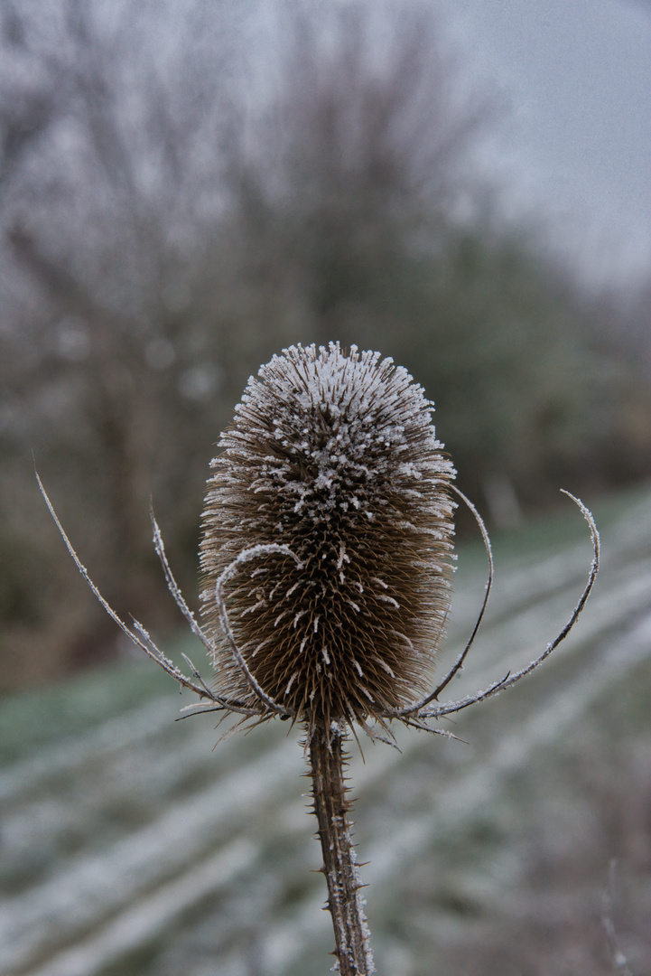 Karden im Wintermantel