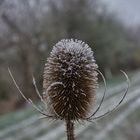 Karden im Wintermantel