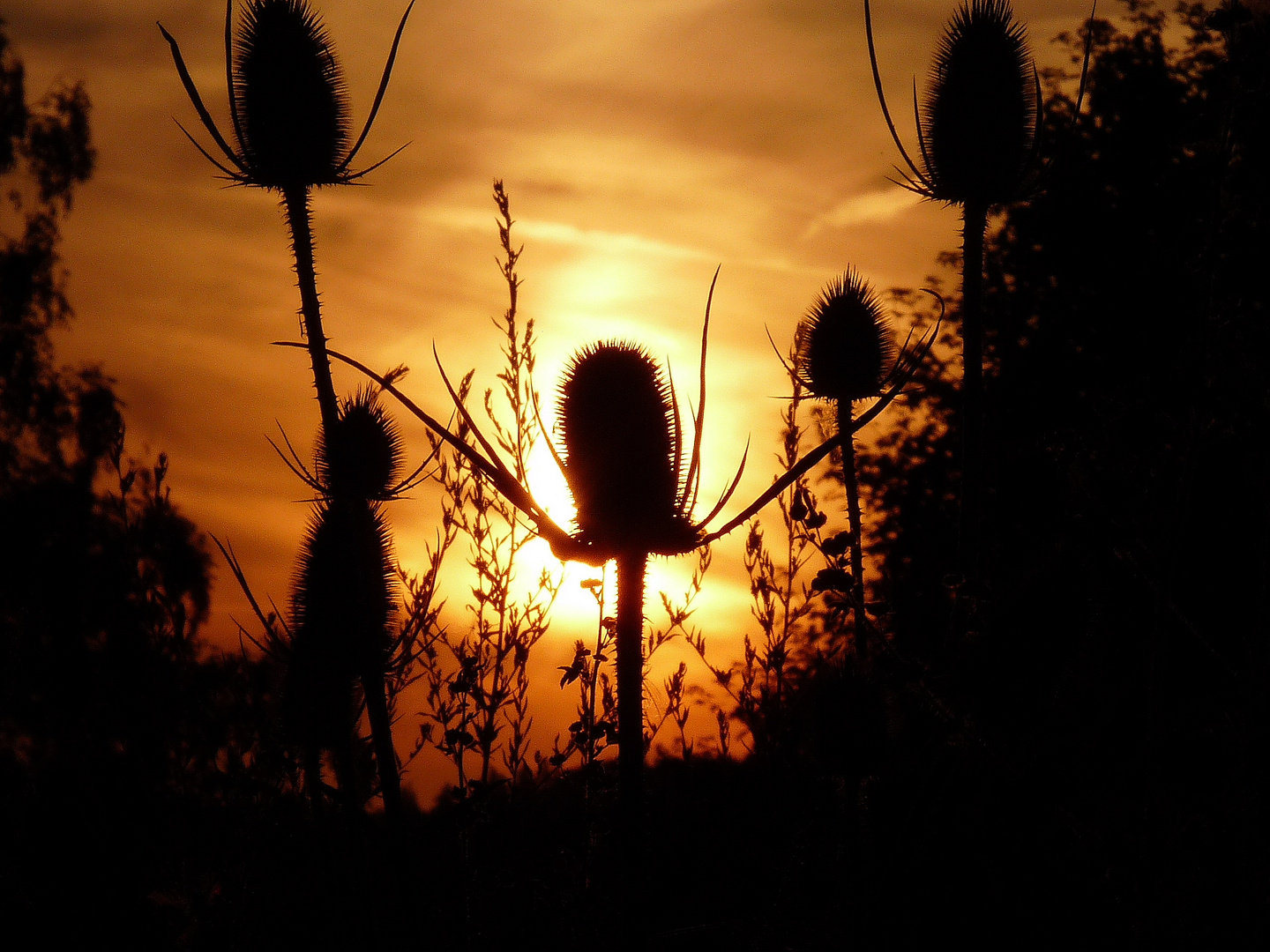 Karden in der Abendsonne