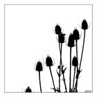 Karden mit Hummel / teasels with bumble-bee