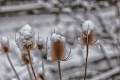 Karden mit Sahnehäubchen