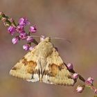 Karden-Sonneneule (Heliothis viriplaca)