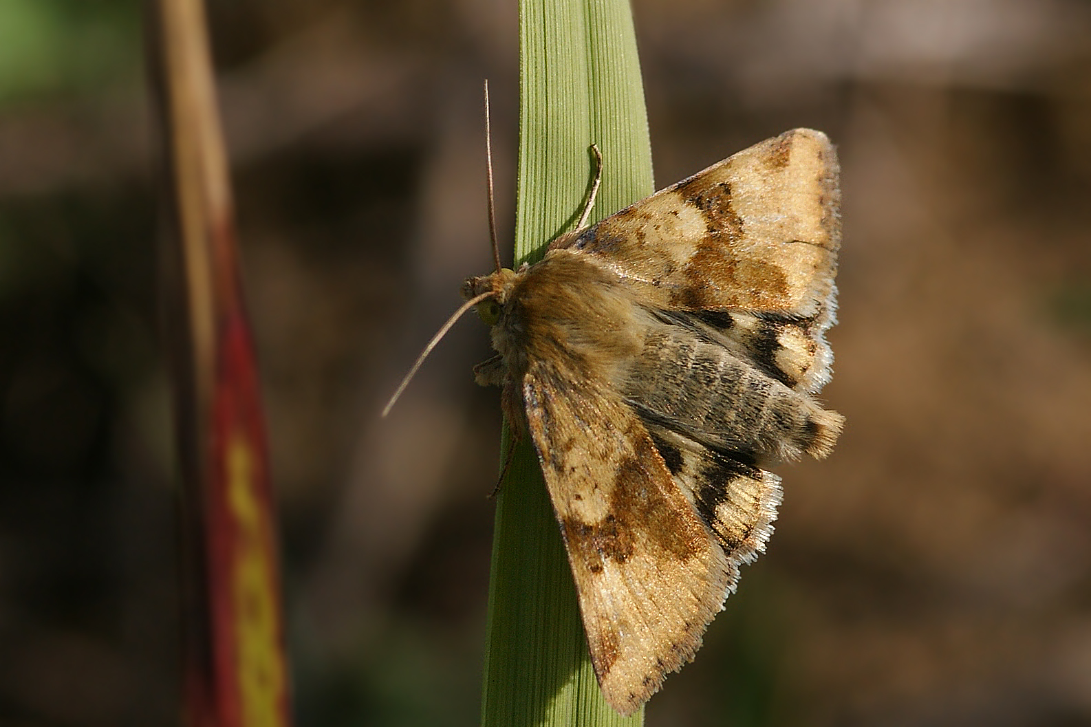 Karden-Sonneneule (Heliothis viriplaca)