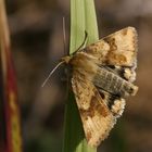 Karden-Sonneneule (Heliothis viriplaca)